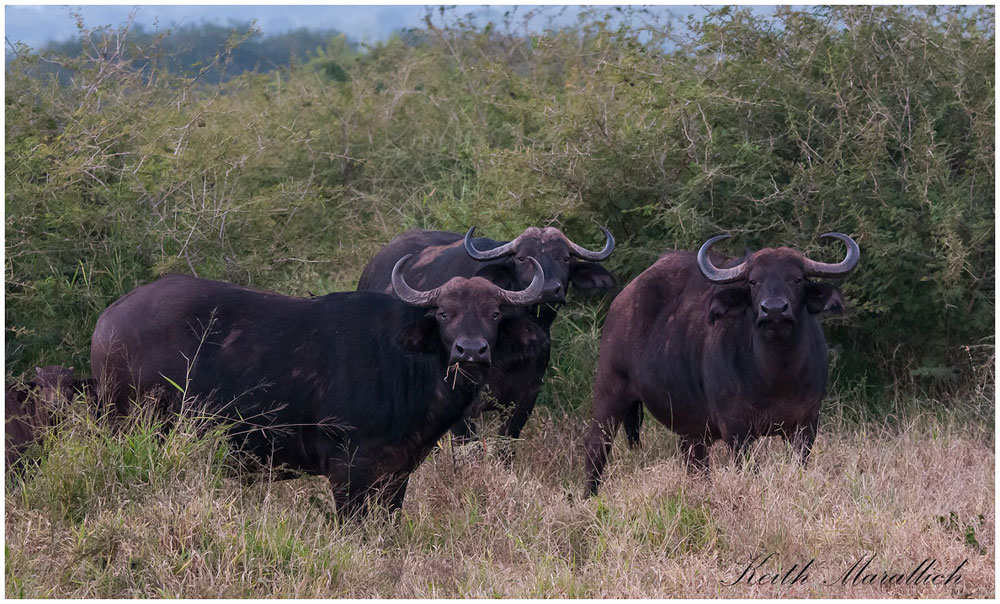 Buffalo - Thanda Safari Lodge, Thanda Private Game Reserve - Zululand Reservations