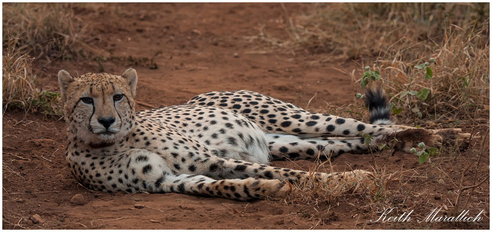 Cheetah - Thanda Safari Lodge, Thanda Private Game Reserve - Zululand Reservations