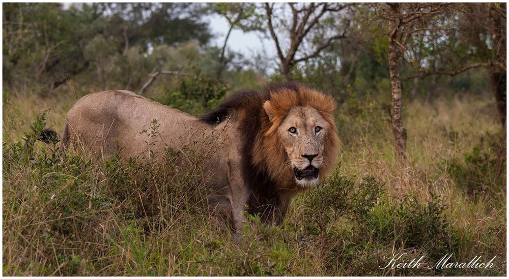 Lion - Thanda Safari Lodge, Thanda Private Game Reserve - Zululand Reservations