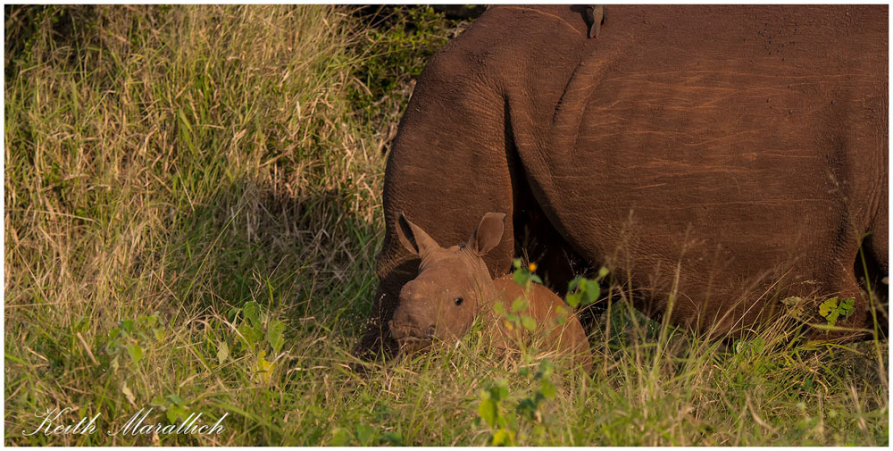Rhino with calf - Thanda Safari Lodge, Thanda Private Game Reserve - Zululand Reservations