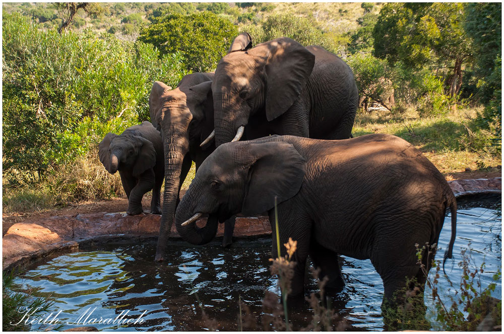 Elephants_drinking - Thanda Safari Lodge, Thanda Private Game Reserve - Zululand Reservations