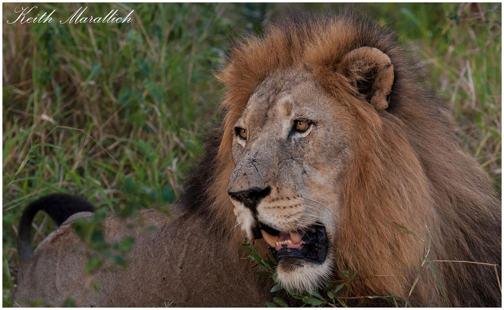 Male Lion - Thanda Safari Lodge, Thanda Private Game Reserve - Zululand Reservations