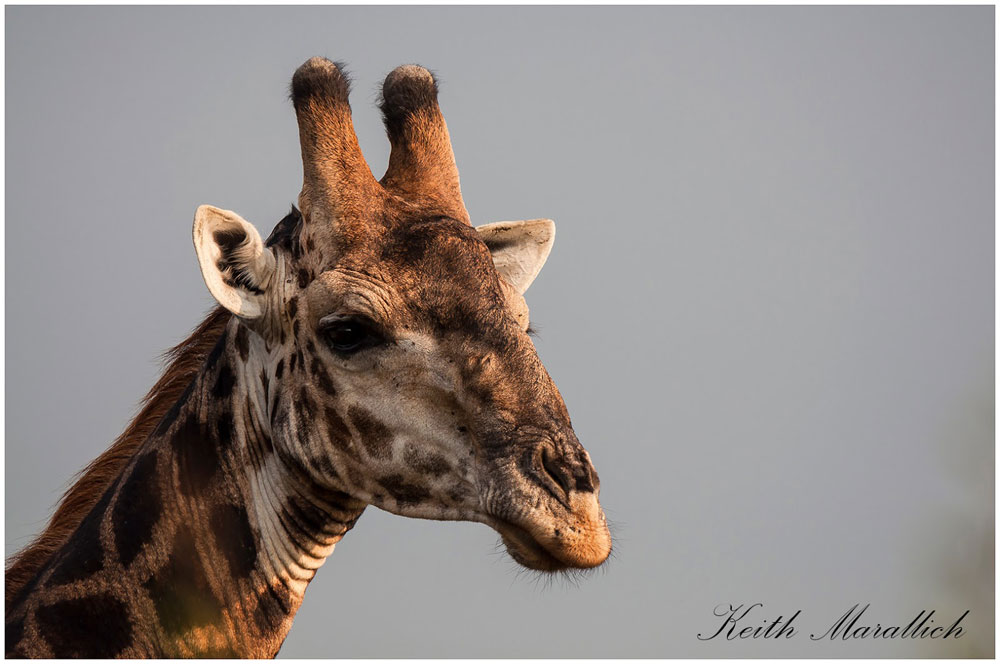 Giraffe - Thanda Safari Lodge, Thanda Private Game Reserve - Zululand Reservations