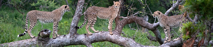 Cheetah,sighting,game drives,Amakhosi Safari Lodge,Amakhosi Private Game Reserve,KwaZulu-Natal,Hluhluwe iMfolozi Reservations
