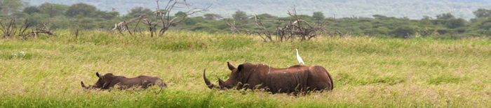 Rhino,sighting,Amakhosi Safari Lodge,Amakhosi Private Game Reserve,KwaZulu-Natal,Hluhluwe iMfolozi Reservations