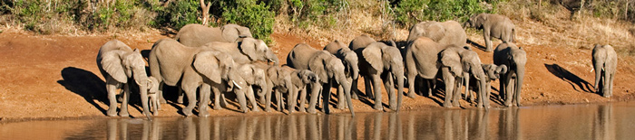 Elephant,sighting,Game Drives,Amakhosi Safari Lodge,Amakhosi Private Game Reserve,KwaZulu-Natal,Hluhluwe iMfolozi Reservations