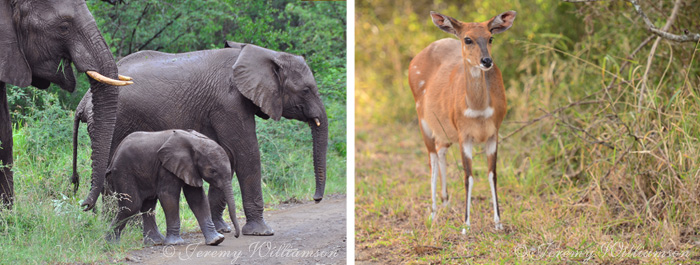 Elephants and Bushbuck in the Big 5 Safari Hluhluwe iMfolozi Reserve KwaZulu-Natal