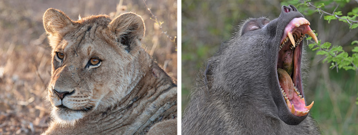 Lioness & Baboon in the Big 5 Safari Hluhluwe iMfolozi Reserve KwaZulu-Natal