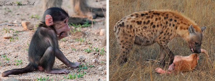 Baby Baboon and Spotted Hyena in the Big 5 Safari Hluhluwe iMfolozi Reserve KwaZulu-Natal