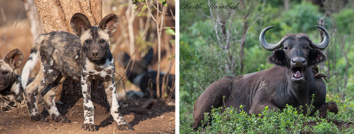 Wild Dog & Buffalo in the Big 5 Safari Hluhluwe iMfolozi Reserve KwaZulu-Natal