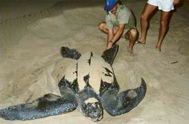 sea turtle laying eggs,Accommodation Bookings,Big Five Game Reserve,Hluhluwe,Zululand,KwaZulu-Natal