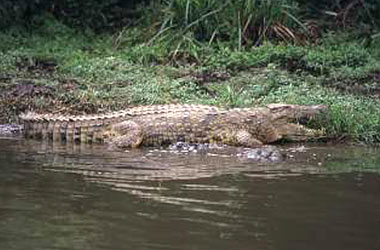 Crocodile,Accommodation Bookings,Big Five Game Reserve,Hluhluwe,Zululand,KwaZulu-Natal