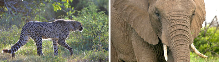 Cheetah Elephant Sightings Phinda Zuka Lodge Phinda Private Game Reserve
