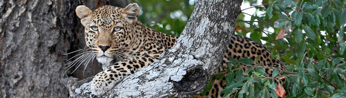 Leopard Sighting Phinda Zuka Lodge Phinda Private Game Reserve