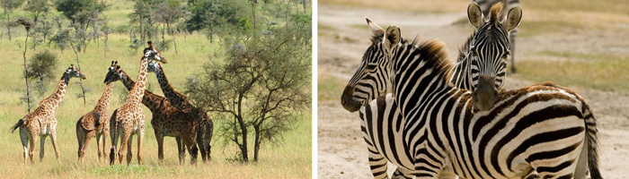Giraffe Zebra Sighting Phinda Zuka Lodge Phinda Private Game Reserve