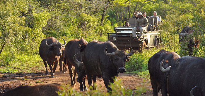 Buffalo Sighting Game Drives Thanda Tented Safari Camp Thanda Private Game Reserve KwaZulu-Natal Luxury Game Lodge