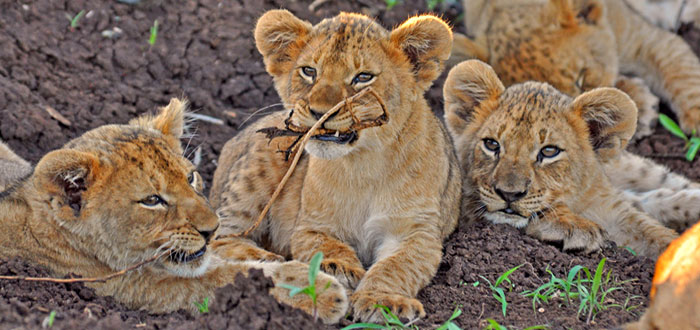 Lion Cubs Sighting playing Game Drives Thanda Tented Safari Camp Thanda Private Game Reserve KwaZulu-Natal Luxury Game Lodge