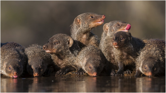Banded Mongooses @ Bhejane Hide - Zimanga Private Game Reserve