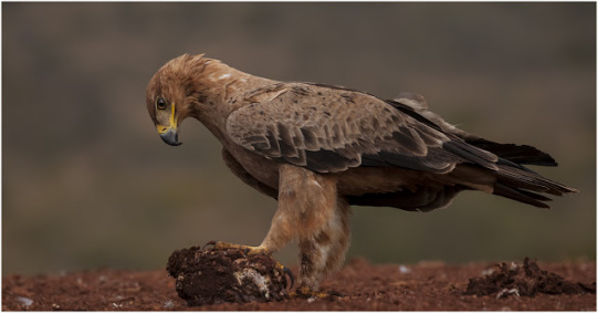 Tawny Eagle @ Scavengers Hill Hide - Zimanga Private Game Reserve