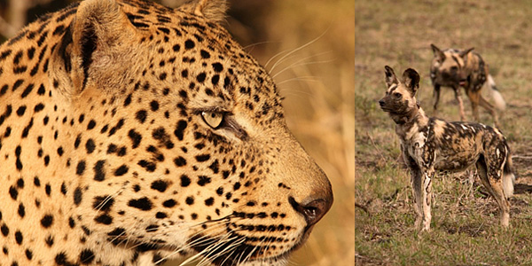 Leopard Wild Dog Big 5 Hluhluwe iMfolozi Reservations Manyoni Private Game Reserve Leopard Mountain Game Lodge Zululand Rhino Reserve
