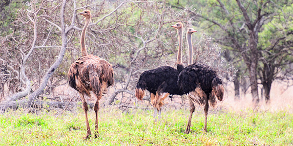 Ostrich Manyoni Private Game Reserve Zululand Rhino Reserve Mavela Game Lodge Tented Camp
