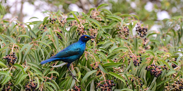 Cape Glossy Starling spotted at Mavela Game Lodge located in the Manyoni Private Game Reserve (previously the Zululand Rhino Reserve), South Africa