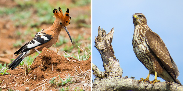 African-Hoopoe & Steppe Buzzard spotted near the Mavela Game Lodge, Manyoni Private Game Reserve (previously the Zululand Rhino Reserve), KwaZulu-Natal