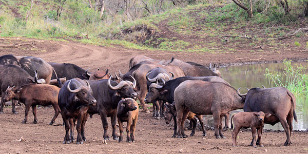 Manyoni Private Game Reserve Zululand Rhino Reserve Buffalo Big 5 Wildlife Mavela Game Lodge Tented Camp