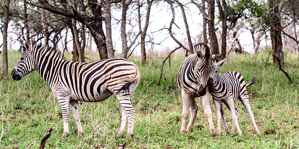 Manyoni Private Game Reserve Zululand Rhino Reserve Zebra Big 5 Wildlife Mavela Game Lodge Tented Camp
