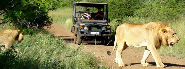 Rhino River Lodge Lion Sighting Game Drives Manyoni Private Game Reserve Zululand Rhino Reserve KwaZulu-Natal South Africa