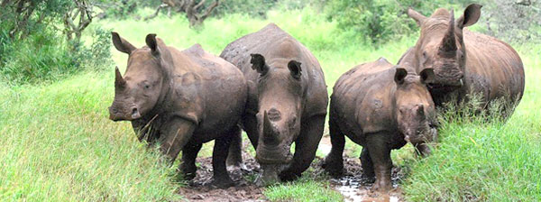 Rhino River Lodge Big 5 Game Sighting Manyoni Private Game Reserve Zululand Rhino Reserve KwaZulu-Natal South Africa