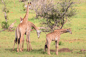 Giraffe Manyoni Private Game Reserve Zululand Rhino Reserve Big 5 KwaZulu-Natal South Africa